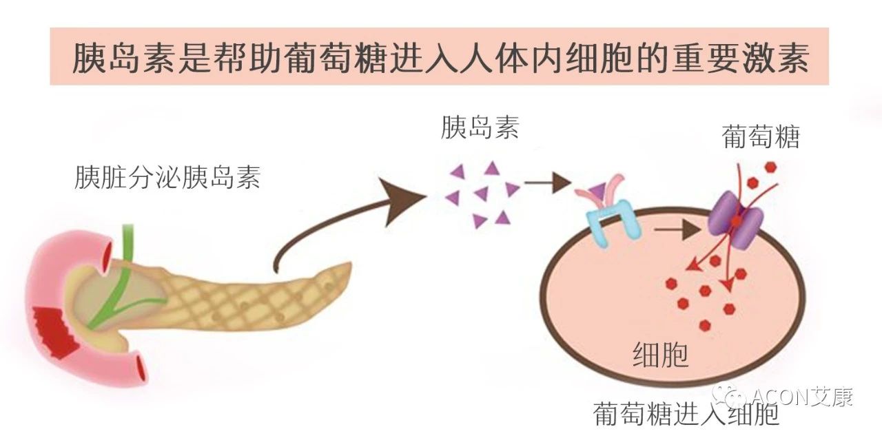 爆上热搜，因爆发型糖尿病进入ICU，有哪些教训值得我们汲取