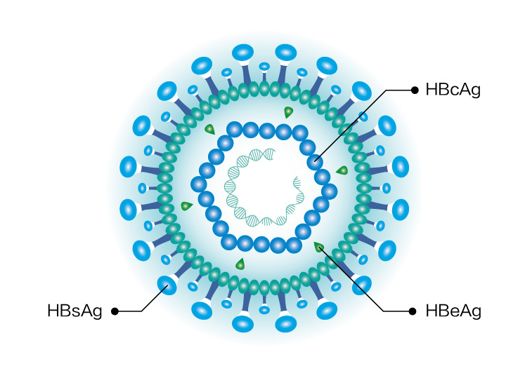 HBV.jpg